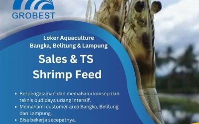 Lowongan Pekerjaan Sales & TS Shrimp Feed Grobest